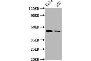 Western Blot Positive WB detected in Hela whole cell lysate,293 whole cell lysate All lanes Phospho-CREB1 antibody at 1. (Recombinant CREB1 抗体  (pSer133))