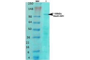 Western Blotting (WB) image for anti-Glutamate Receptor, Ionotropic, N-Methyl D-Aspartate 1 (GRIN1) (AA 42-361) antibody (PE) (ABIN2483595)
