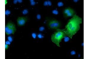 Anti-MAPK7 mouse monoclonal antibody (ABIN2454050) immunofluorescent staining of COS7 cells transiently transfected by pCMV6-ENTRY MAPK7 (RC203506). (MAPK7 抗体)