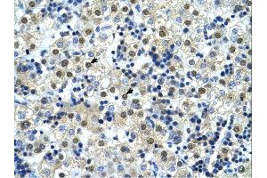 NFYC antibody was used for immunohistochemistry at a concentration of 4-8 ug/ml.