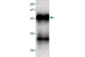 Western blot analysis in HAV VP1 recombinant protein with  Hepatitis A virus  VP1 monoclonal antibody, clone 54d64  at 1 : 1000 dilution. (HAV VP1 抗体  (AA 7-143))