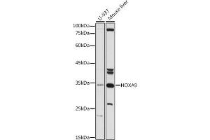 Western blot analysis of extracts of various cell lines, using HOX antibody (ABIN3015695, ABIN3015696, ABIN1680332 and ABIN6219047) at 1:500 dilution. (HOXA9 抗体  (AA 1-190))