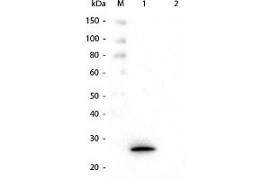 Western Blot of Mouse anti-GSTK1 Monoclonal Antibody. (GSTK1 抗体  (GST tag))
