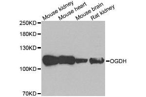 Western blot analysis of extracts of various tissues, using OGDH antibody. (alpha KGDHC 抗体)