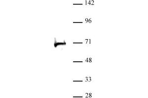 RBBP5 antibody (pAb) tested by Western blot. (RBBP5 抗体  (C-Term))