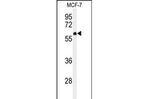 Western blot analysis of FA20A Antibody (N-term) (ABIN651160 and ABIN2840105) in MCF-7 cell line lysates (35 μg/lane). (FAM20A 抗体  (N-Term))