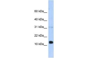 Western Blotting (WB) image for anti-Regenerating Islet-Derived 1 beta (REG1B) antibody (ABIN2458063) (REG1B 抗体)