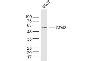 U937 cell lysates probed with CD43 Polyclonal Antibody, unconjugated  at 1:300 overnight at 4°C followed by a conjugated secondary antibody for 60 minutes at 37°C. (CD43 抗体  (AA 101-200))