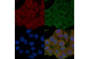 ABIN6264518 and ABIN6276672 staining Hela cells(24h of starvation treatment) by IF/ICC.