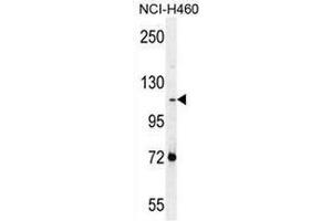 Western blot analysis in NCI-H460 cell line lysates (35ug/lane) using PCDHAC2 Antibody . (PCDHAC2 抗体  (Middle Region))