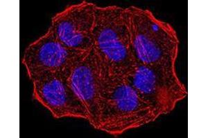Immunofluorescence analysis of Hela cells using UHRF1 mouse mAb. (UHRF1 抗体  (AA 616-755))