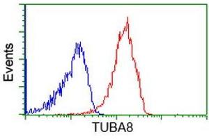Image no. 3 for anti-Tubulin, alpha 8 (TUBA8) antibody (ABIN1501559) (TUBA8 抗体)
