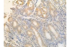 anti-Tat (Internal Region) antibody