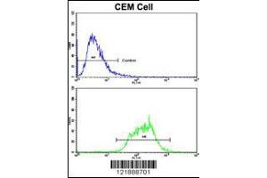 Flow cytometric analysis of CEM cells using ND5 Antibody (bottom histogram) compared to a negative control cell (top histogram). (MT-ND5 抗体  (C-Term))