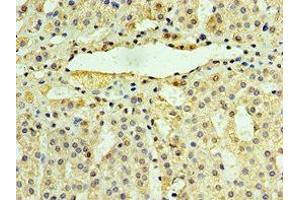 Immunohistochemistry of paraffin-embedded human adrenal gland tissue using ABIN7174370 at dilution of 1:100 (UCHL3 抗体  (C-Term))