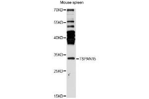 Western blot analysis of extracts of mouse spleen, using TSPAN15 antibody (ABIN6291624) at 1:3000 dilution. (Tetraspanin 15 抗体)