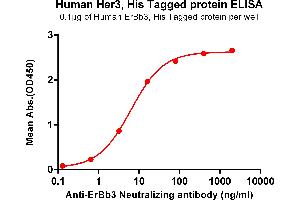 ELISA plate pre-coated by 1 μg/mL (100 μL/well) Human Her3, His tagged protein (ABIN6961140) can bind Anti-ErBb3 Neutralizing antibody in a linear range of 3. (ERBB3 Protein (His tag))