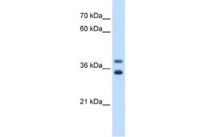 Western Blotting (WB) image for anti-Glycerophosphodiester Phosphodiesterase 1 (GDE1) antibody (ABIN2463055) (GDE1 抗体)