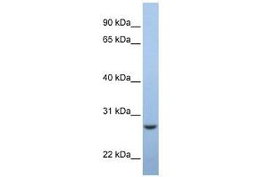 C15ORF24 antibody used at 1 ug/ml to detect target protein. (Emc7 抗体  (Middle Region))