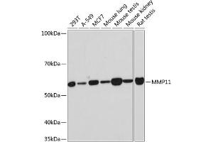 Western blot analysis of extracts of various cell lines, using MMP11 Rabbit mAb (ABIN7268416) at 1:1000 dilution. (MMP11 抗体)