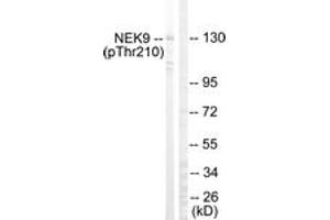 Western blot analysis of extracts from HepG2 cells, using NEK9 (Phospho-Thr210) Antibody. (NEK9 抗体  (pThr210))