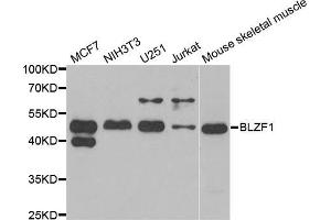 Western blot analysis of extracts of various cell lines, using BLZF1 antibody (ABIN5973830) at 1/1000 dilution. (BLZF1 抗体)