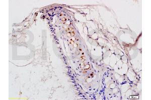 Formalin-fixed and rat lung tissue labeled with Anti-PTAFR Polyclonal Antibody, Unconjugated (ABIN687127) at 1:200 followed by conjugation to the secondary antibody and DAB staining (PTAFR 抗体  (AA 231-342))