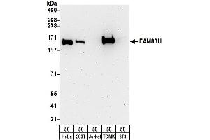 Western Blotting (WB) image for anti-Family with Sequence Similarity 83, Member H (FAM83H) (AA 1129-1179) antibody (ABIN7450238)