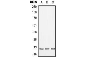 Western blot analysis of SFT2D2 expression in HepG2 (A), Raw264.