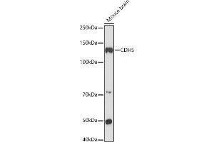 Cadherin 5 Antikörper  (AA 650-750)