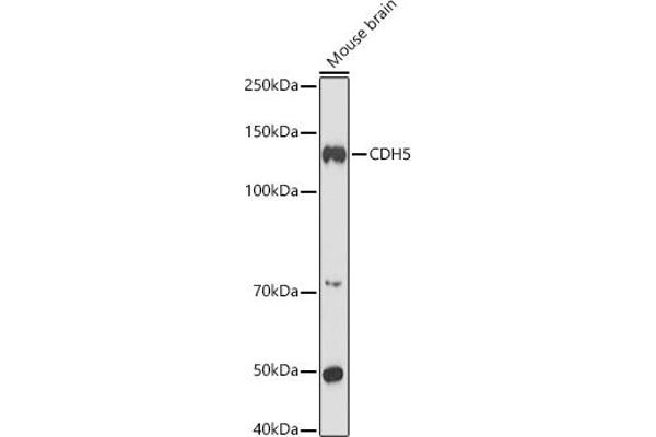 Cadherin 5 Antikörper  (AA 650-750)
