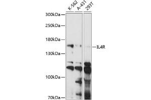 Western blot analysis of extracts of various cell lines, using IL4R antibody (ABIN7268001) at 1:1000 dilution. (IL4 Receptor 抗体  (AA 26-232))
