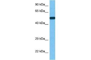Host:  Rabbit  Target Name:  PCK1  Sample Tissue:  Human MCF7 Whole Cell  Antibody Dilution:  1ug/ml