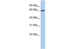 Western Blotting (WB) image for anti-Fibrinogen alpha Chain (FGA) antibody (ABIN2458607) (FGA 抗体)