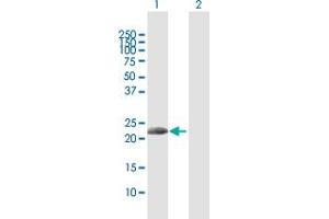 Western Blot analysis of IL17D expression in transfected 293T cell line by IL17D MaxPab polyclonal antibody.