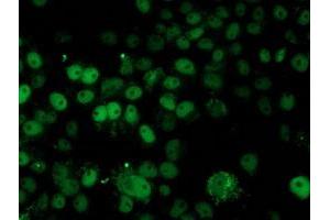 Anti-HARS2 mouse monoclonal antibody (ABIN2455213) immunofluorescent staining of COS7 cells transiently transfected by pCMV6-ENTRY HARS2 (RC204925). (HARS2 抗体)