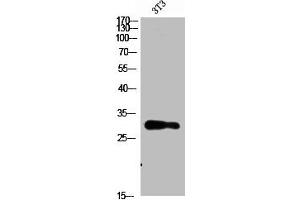 Western Blot analysis of 3T3 cells using Nanos Homologue 1 (NANOS1) Polyclonal Antibody diluted at 1:1500. (Nanos Homolog 1 抗体  (AA 151-200))