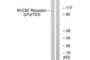Western blot analysis of extracts from HuvEc cells treated with PMA 125ng/ml 30', using M-CSF Receptor (Phospho-Tyr723) Antibody. (CSF1R 抗体  (pTyr723))
