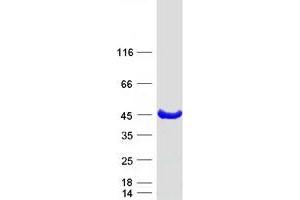 Validation with Western Blot (KCTD17 Protein (Myc-DYKDDDDK Tag))
