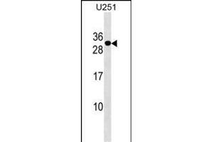 POMZP3 Antibody (N-term) (ABIN1538867 and ABIN2849911) western blot analysis in  cell line lysates (35 μg/lane).