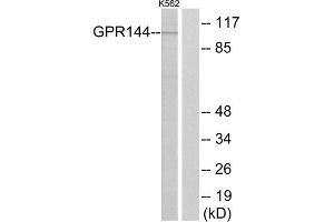 Western blot analysis of extracts from K562 cells, using GPR144 antibody. (GPR144 抗体  (N-Term))