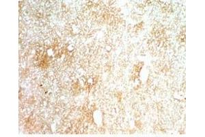 Mouse brain tissue stained by Rabbit AntiINSL-5 (Mouse) Serum (INSL5 抗体)