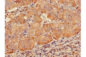 Immunohistochemistry of paraffin-embedded human adrenal gland tissue using ABIN7147508 at dilution of 1:100 (PDE2A 抗体  (AA 15-226))