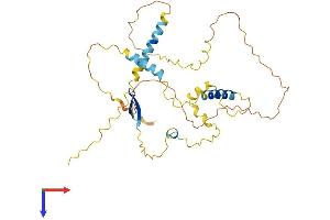 LSP1 Protein (AA 1-339) (His tag)