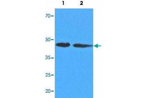 Western blot analysis of cell extracts (35 ug) with ADK monoclonal antibody, clone AT4F8  at 1:1000 dilution. (ADK 抗体  (AA 22-362))
