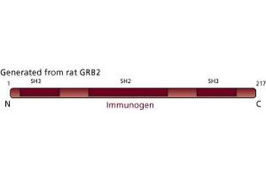 Image no. 4 for anti-Growth Factor Receptor-Bound Protein 2 (GRB2) (AA 1-217) antibody (ABIN967755) (GRB2 抗体  (AA 1-217))