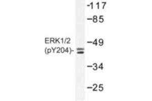 Image no. 1 for anti-Mitogen-Activated Protein Kinase 1/3 (MAPK1/3) (pThr187), (pTyr204) antibody (ABIN318321) (ERK1/2 抗体  (pThr187, pTyr204))
