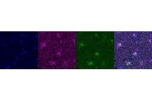 Immunohistochemistry (IHC) image for anti-Aldehyde Dehydrogenase 1 Family, Member L1 (ALDH1L1) antibody (ABIN7456338) (ALDH1L1 抗体)