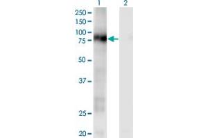 Western Blot analysis of CD93 expression in transfected 293T cell line by CD93 monoclonal antibody (M04), clone 1A4. (CD93 抗体  (AA 33-140))