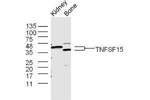 Mouse kidney and bone lysates probed with TNFSF15 Polyclonal Antibody, unconjugated  at 1:300 overnight at 4°C followed by a conjugated secondary antibody at 1:10000 for 60 minutes at 37°C. (TNFSF15 抗体  (AA 161-251))